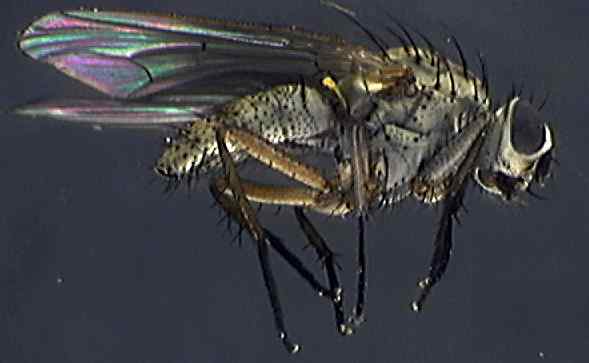 Anthomyiidae 4